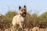 CAIRN TERRIER 039